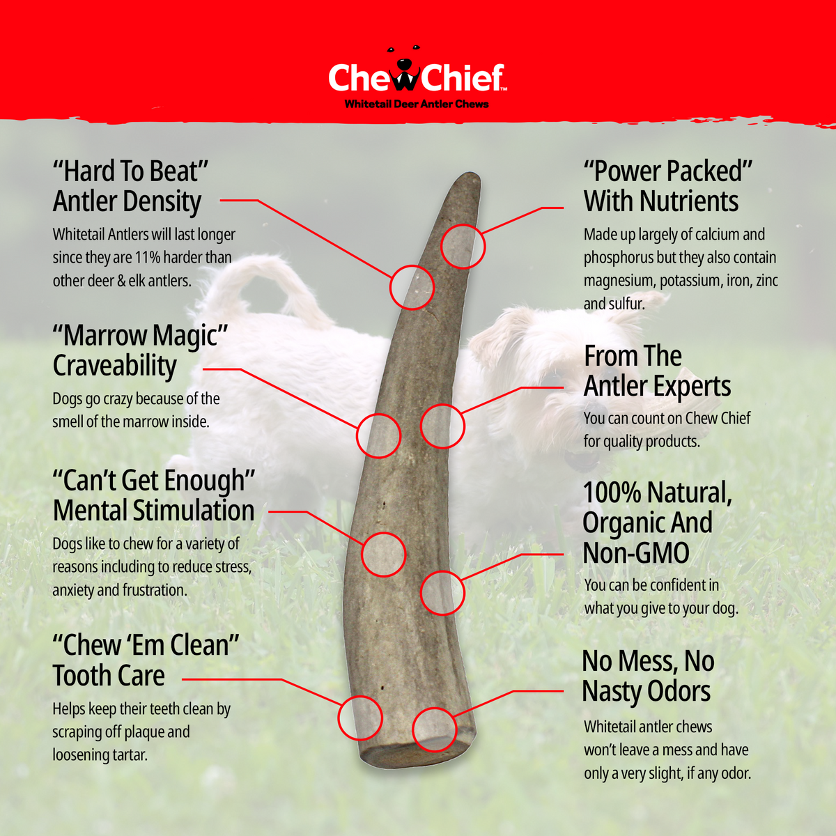Large Antlers