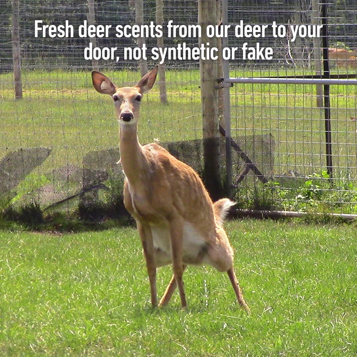 Buck Commander Rut Package
